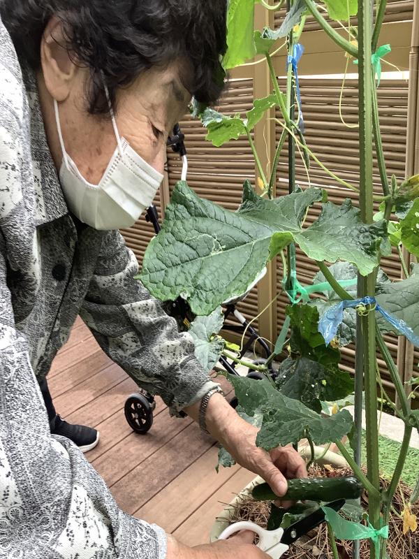 キュウリとったどぉ~!!